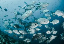 해수부, 올 3월 수산물 물가 안정을 최우선으로 총력 대응