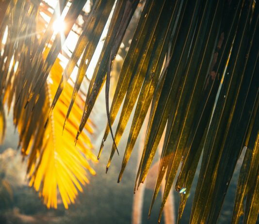 풍수해·폭염 피해 최소화에 총력…범정부 여름철 재난대책 추진 brown plant on brown soil during daytime