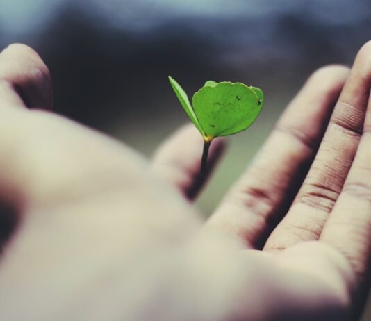 스마트폰 속 심리적 경계 만들기: 뮤트와 언팔의 기술 floating green leaf plant on person's hand