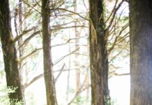 일상 속 대체요법, 건강한 습관으로 스며든다 people walking on dirt road between trees during daytime