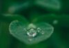 일상 속 ‘마음 챙김(Mindfulness)’이 가져온 긍정적 변화…실천 루틴으로 스트레스 관리하기 green leaf with water drops
